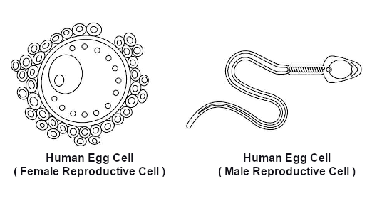 Human Reproduction: Parts And Functions | Primary 5 Science - Geniebook